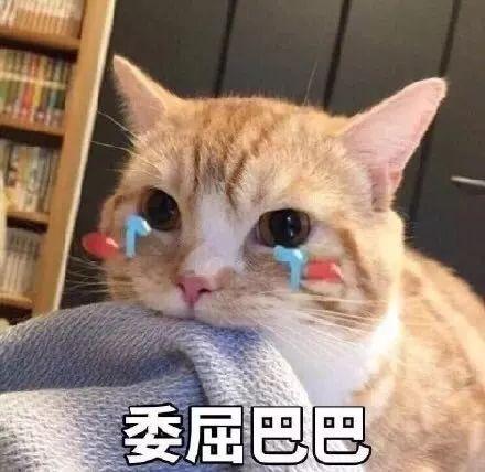 娛樂吃瓜君折耳貓視頻,萌態(tài)百出，笑料連連