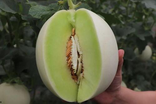娛樂吃瓜菌人人有苦衷,人人有苦衷，吃瓜菌帶你探秘幕后真相