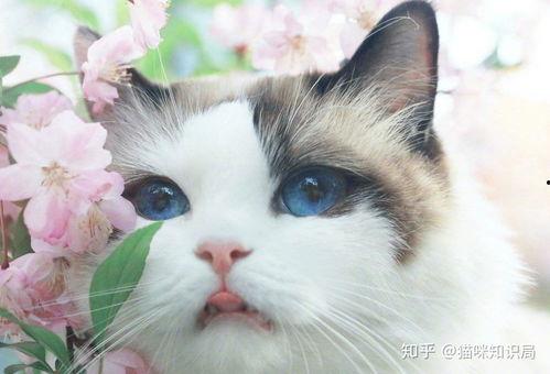 娛樂吃瓜醬貓咖,貓咪與娛樂的完美融合