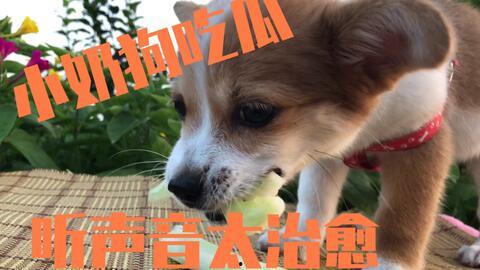 娛樂(lè)吃瓜醬送小狗視頻下載,萌寵來(lái)襲，溫馨瞬間盡收眼底