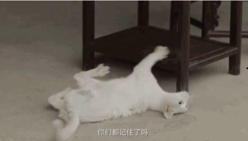 娛樂吃瓜醬虐貓博主,揭秘網(wǎng)絡(luò)暴力背后的真相