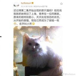 娛樂(lè)吃瓜醬虐貓博主,揭秘網(wǎng)絡(luò)暴力背后的真相