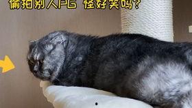 娛樂圈吃瓜貓是誰,揭秘娛樂圈幕后真相的神秘人物