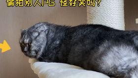 娛樂圈吃瓜貓,揭秘吃瓜貓背后的娛樂真相