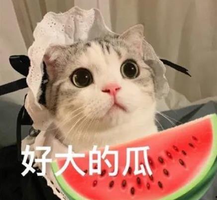 娛樂(lè)吃瓜君小貓咪,揭秘娛樂(lè)圈那些不為人知的幕后故事