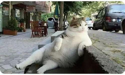 娛樂吃瓜貓捉鳥是真的嗎,娛樂吃瓜貓捉鳥事件，真相究竟如何？