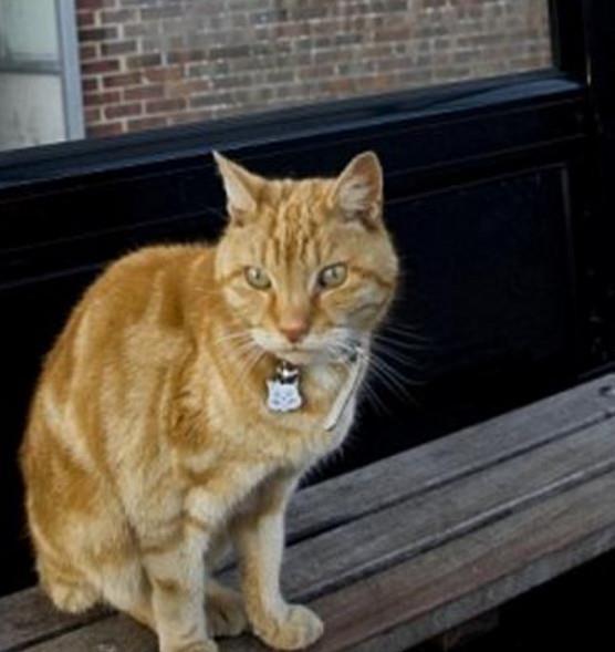 娛樂(lè)吃瓜醬小貓坐公交車,萌寵坐公交，趣味橫生一幕