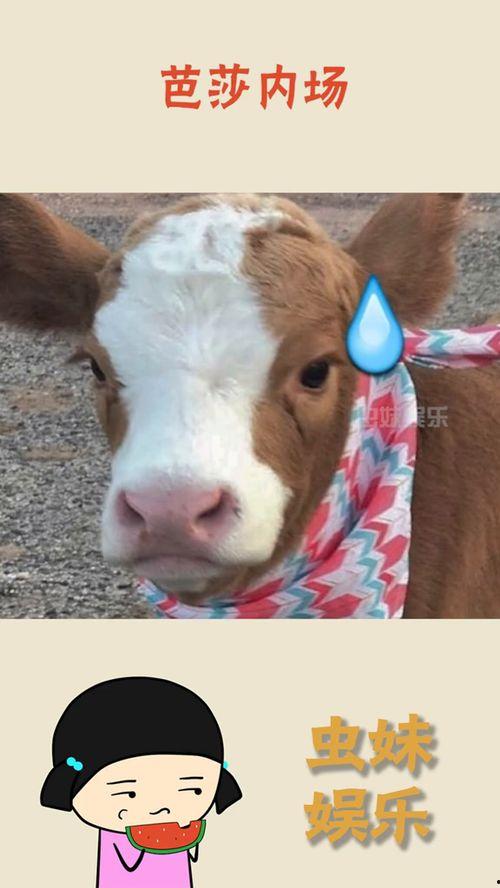 娛樂吃瓜醬送小狗視頻下載,萌寵來(lái)襲，溫馨瞬間盡收眼底