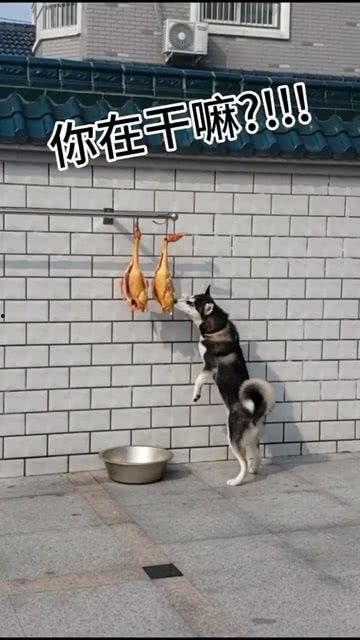 娛樂吃瓜醬送小狗視頻下載,萌寵來(lái)襲，溫馨瞬間盡收眼底