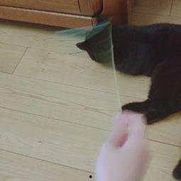 娛樂(lè)吃瓜醬貓咪視頻,萌態(tài)十足，網(wǎng)友直呼“太可愛(ài)了！”