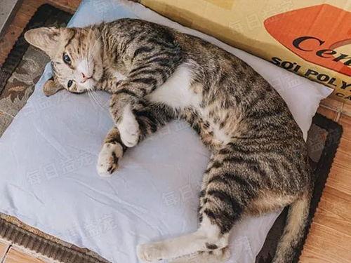 娛樂(lè)吃瓜醬貓咪視頻,萌態(tài)十足，網(wǎng)友直呼“太可愛(ài)了！”