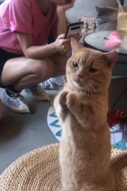 娛樂(lè)吃瓜醬貓咪視頻,萌態(tài)十足，網(wǎng)友直呼“太可愛(ài)了！”