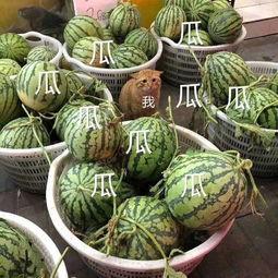 娛樂(lè)吃瓜的瓜,揭秘明星幕后故事