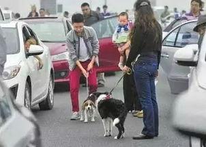 娛樂(lè)吃瓜醬遛狗小說(shuō)下載,小說(shuō)世界里的歡樂(lè)與溫情