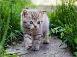 娛樂吃瓜醬貓貓,揭秘娛樂圈那些不為人知的幕后故事